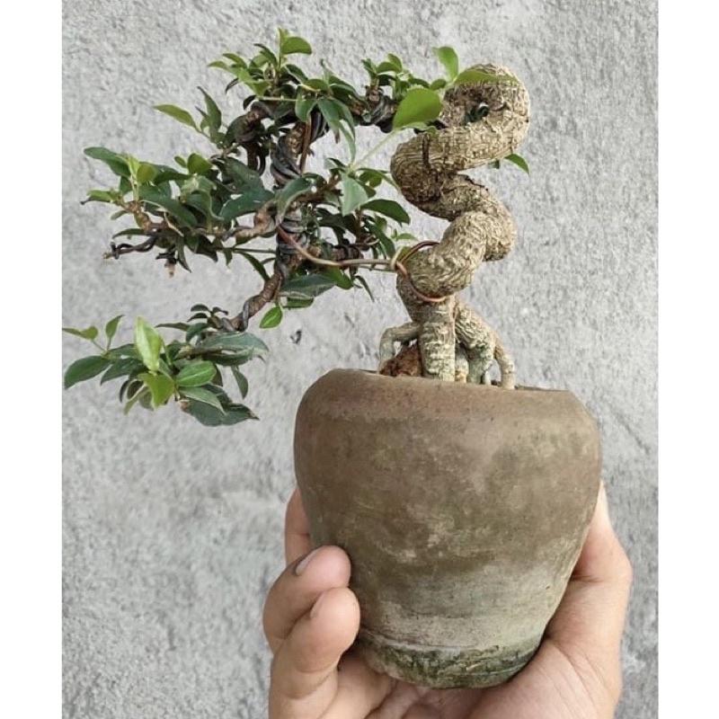 DÂY NHÔM CHUYÊN DÙNG UỐN CÂY CẢNH 6ly