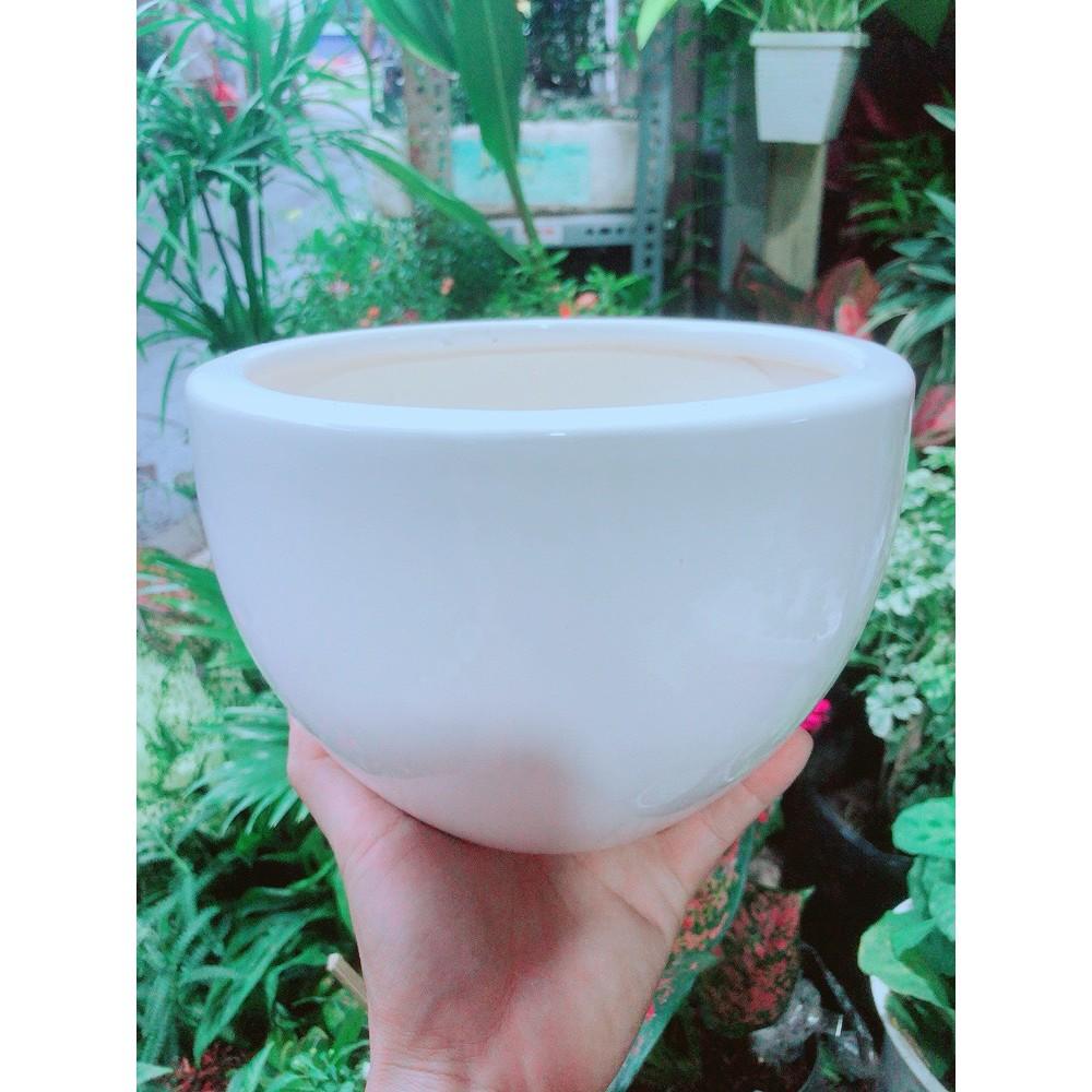 Chậu Trồng Cây