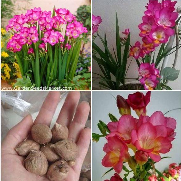 Combo 3 Củ giống hoa lan nam phi hoa màu hồng - 3 củ-thời gian có hoa 3 tháng-HGNN