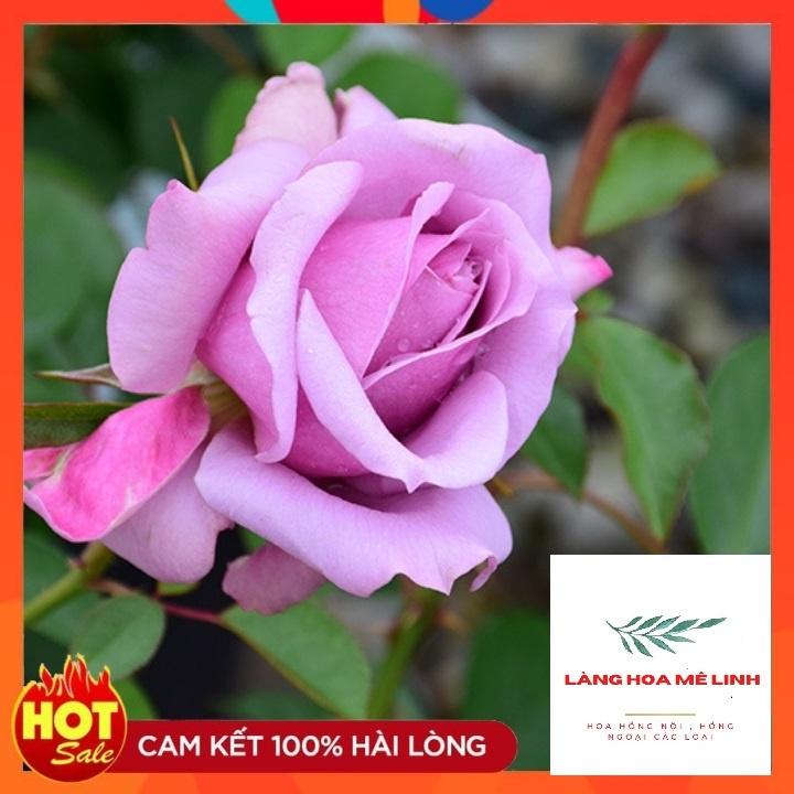 Hoa Hồng ngoại LOVE SONG -thân gỗ dáng tree