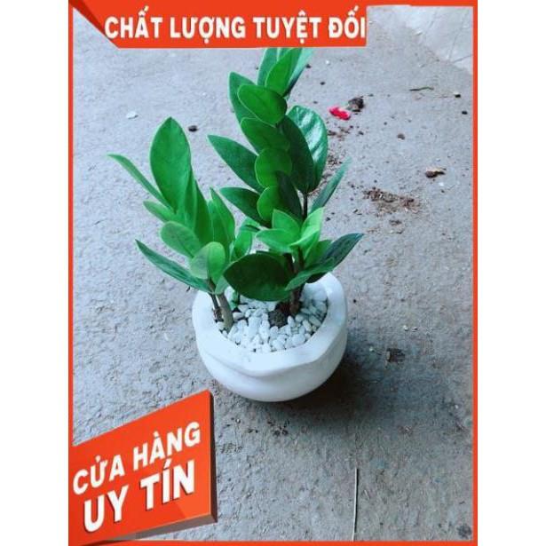 Chậu Kim Tiền Thái