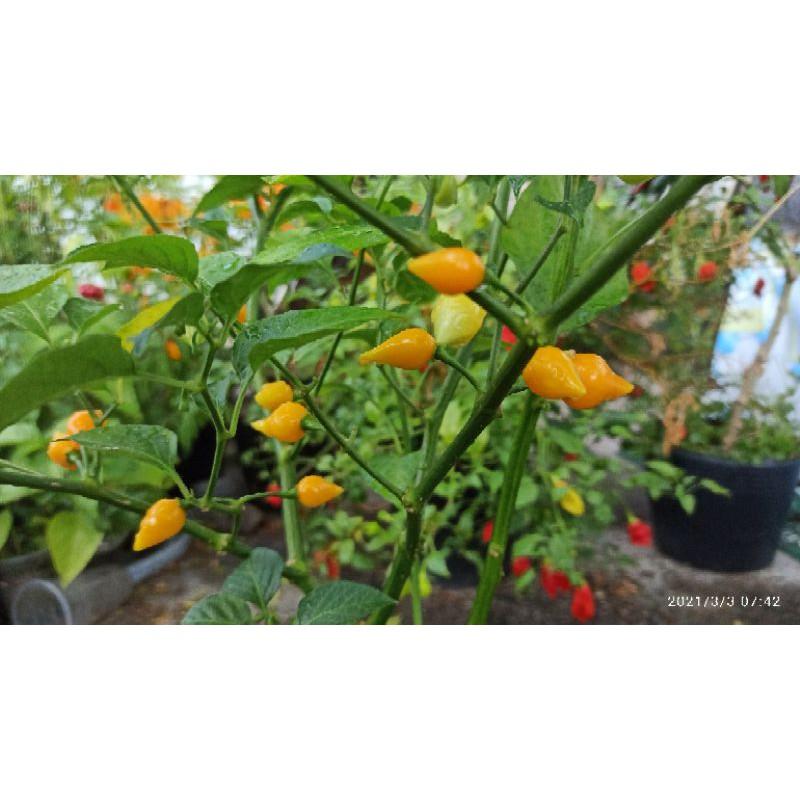 Hạt ớt yellow biquinho