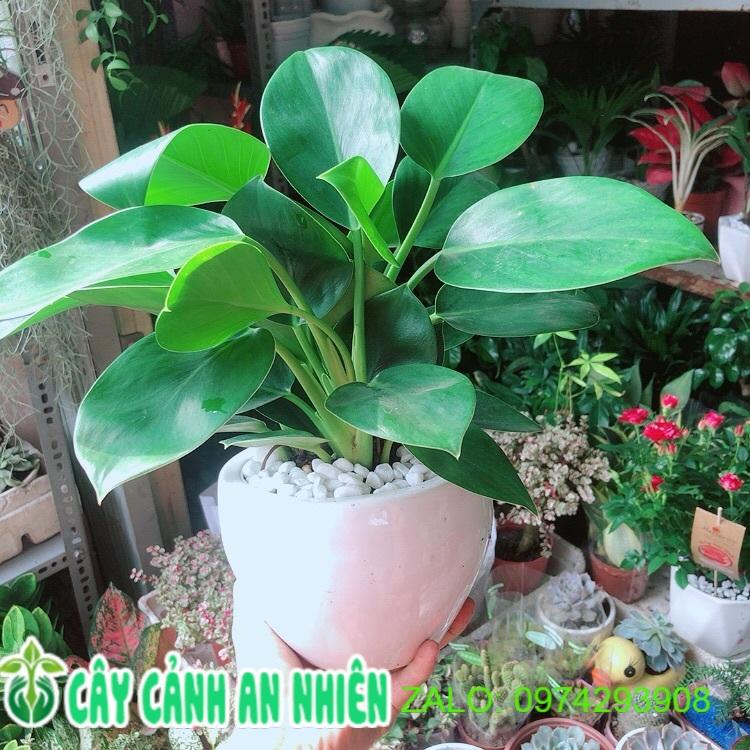 Chậu Trầu Bà Đế Vương Xanh