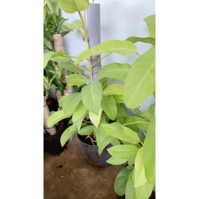 Trầu Bà Trụ Vàng