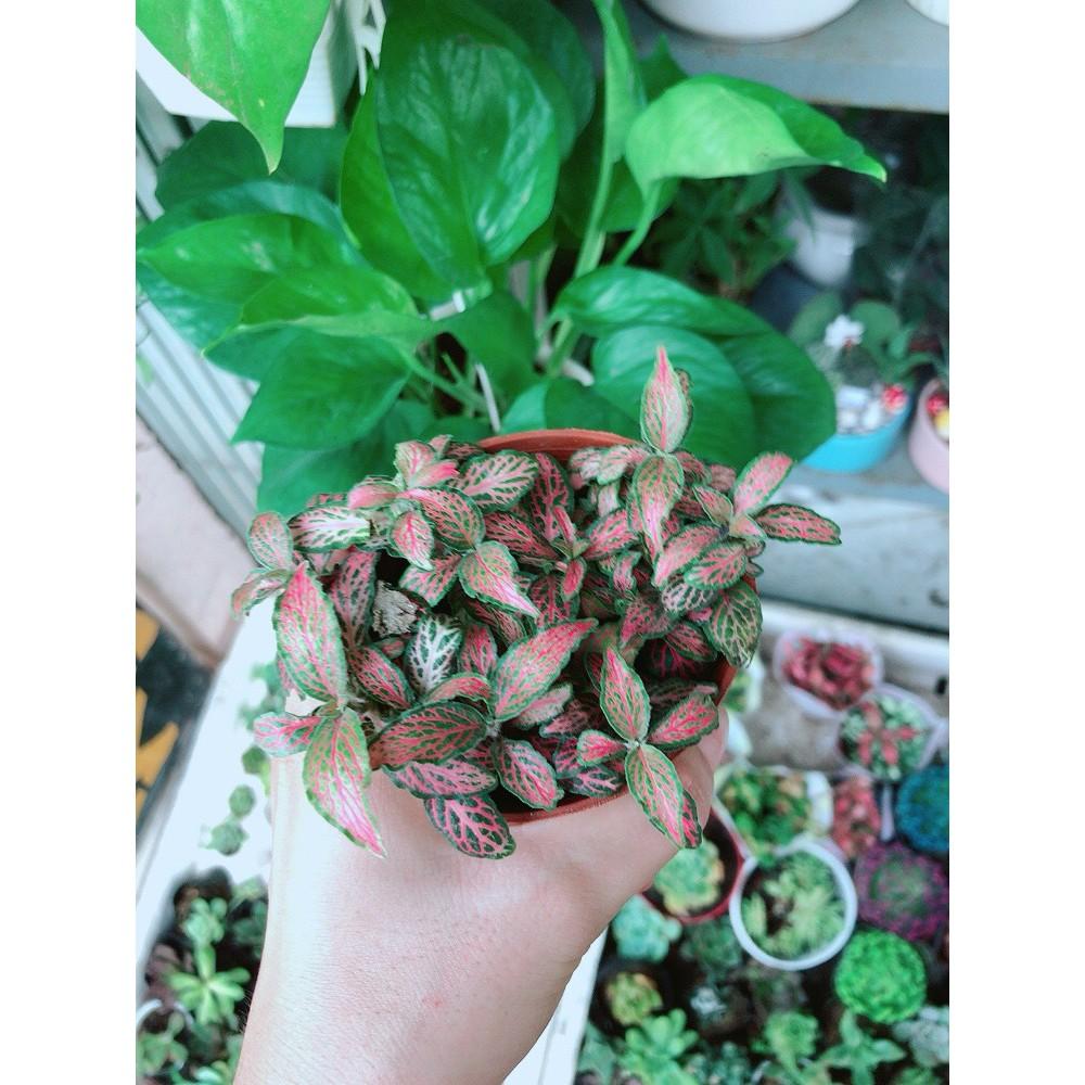 Chậu cây cẩm nhung