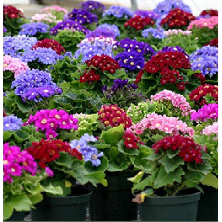 Combo 3 gói hạt giống hoa cúc lọ lem mix màu - Tặng gói kích mầm hạt