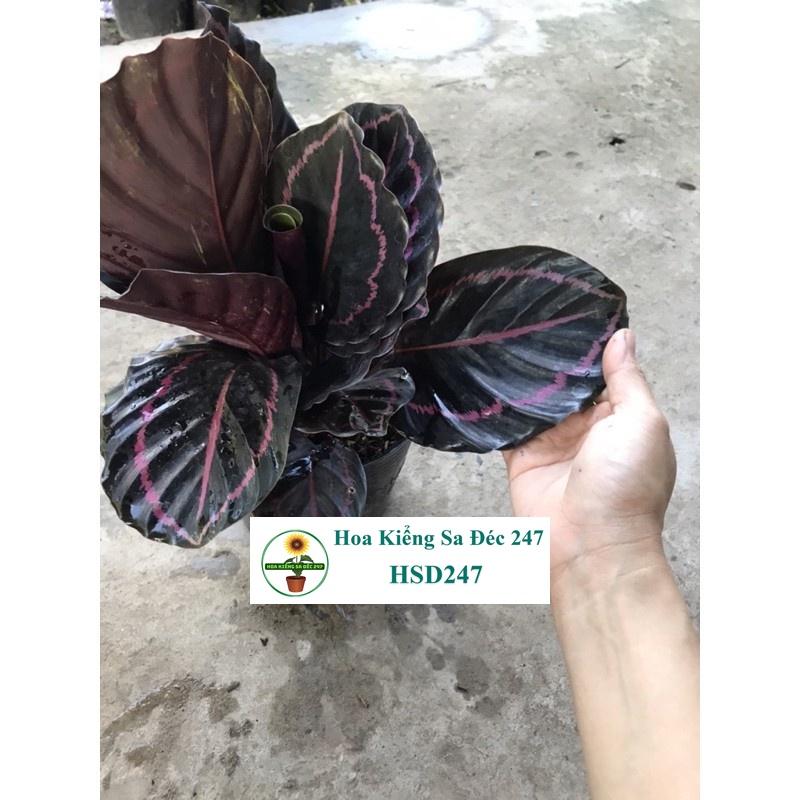 Cây công tím đậm + tặng phân bón