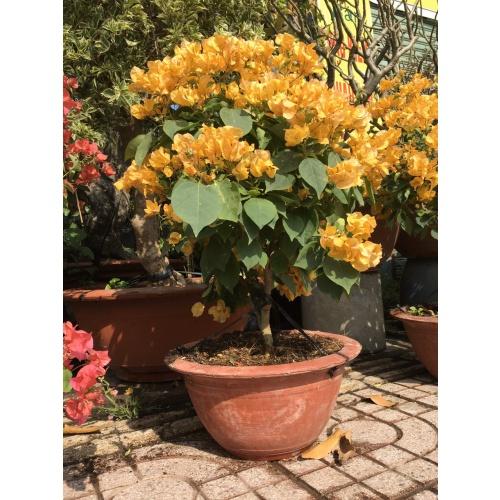 Hoa giấy màu vàng - chậu cây đang hoa, size cây to