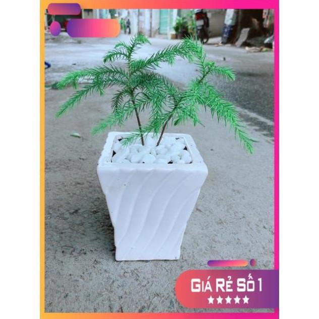 Chậu Tùng Bách Tán