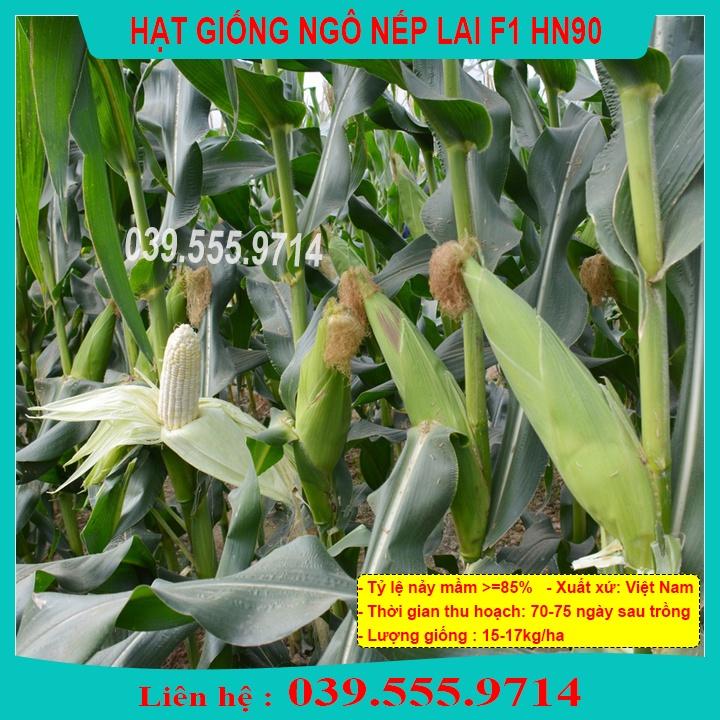 HẠT GIỐNG NGÔ NẾP LAI HN90 GÓI 100G - HẠT NGÔ TO THƠM NGON DẺO THƠM
