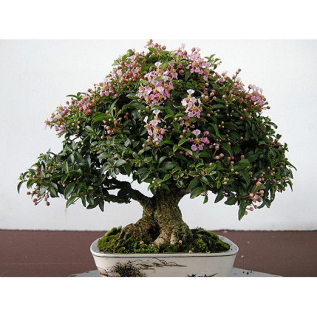 Combo 3 bầu Hồng ngọc mai bonsai , cây giống gửi đi nguyên bầu