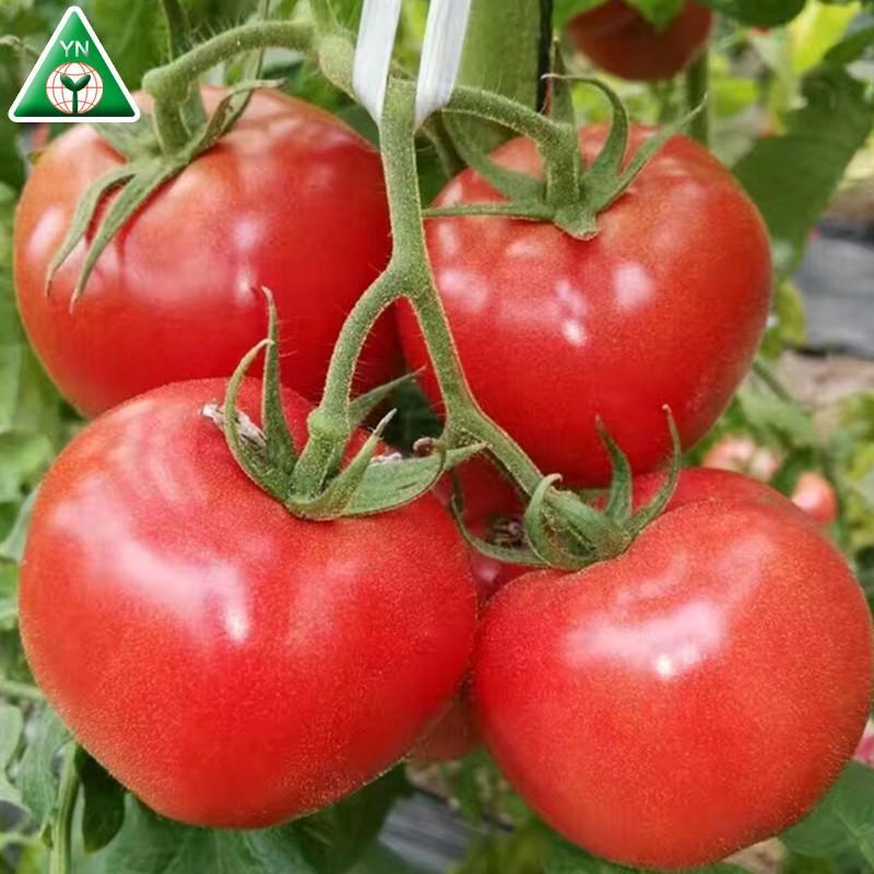 HẠT GIỐNG CÀ CHUA VÔ HẠN GÓI 0,5G -  TỶ LỆ NẢY MẦM CAO, NHANH THU HOẠCH