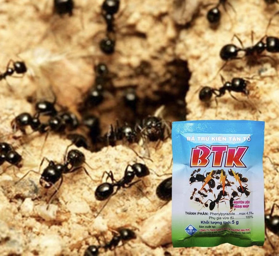 Bã trừ kiến BTK 5gr - kiến thợ tha bã trừ kiến về tổ để các con khác cùng ăn