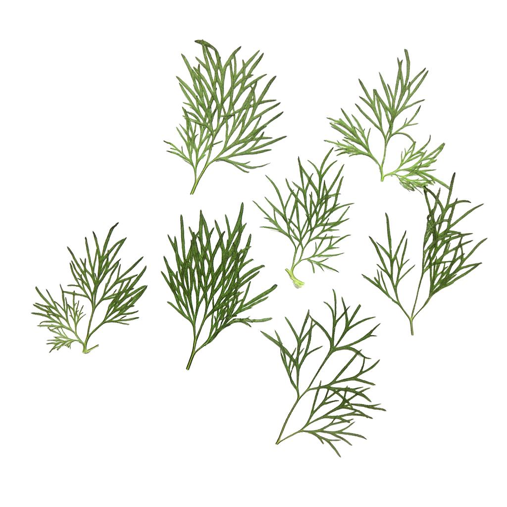 10x Pressed Dried Flower Dry Leaves for DIY Crafts Bookmark Cards Making