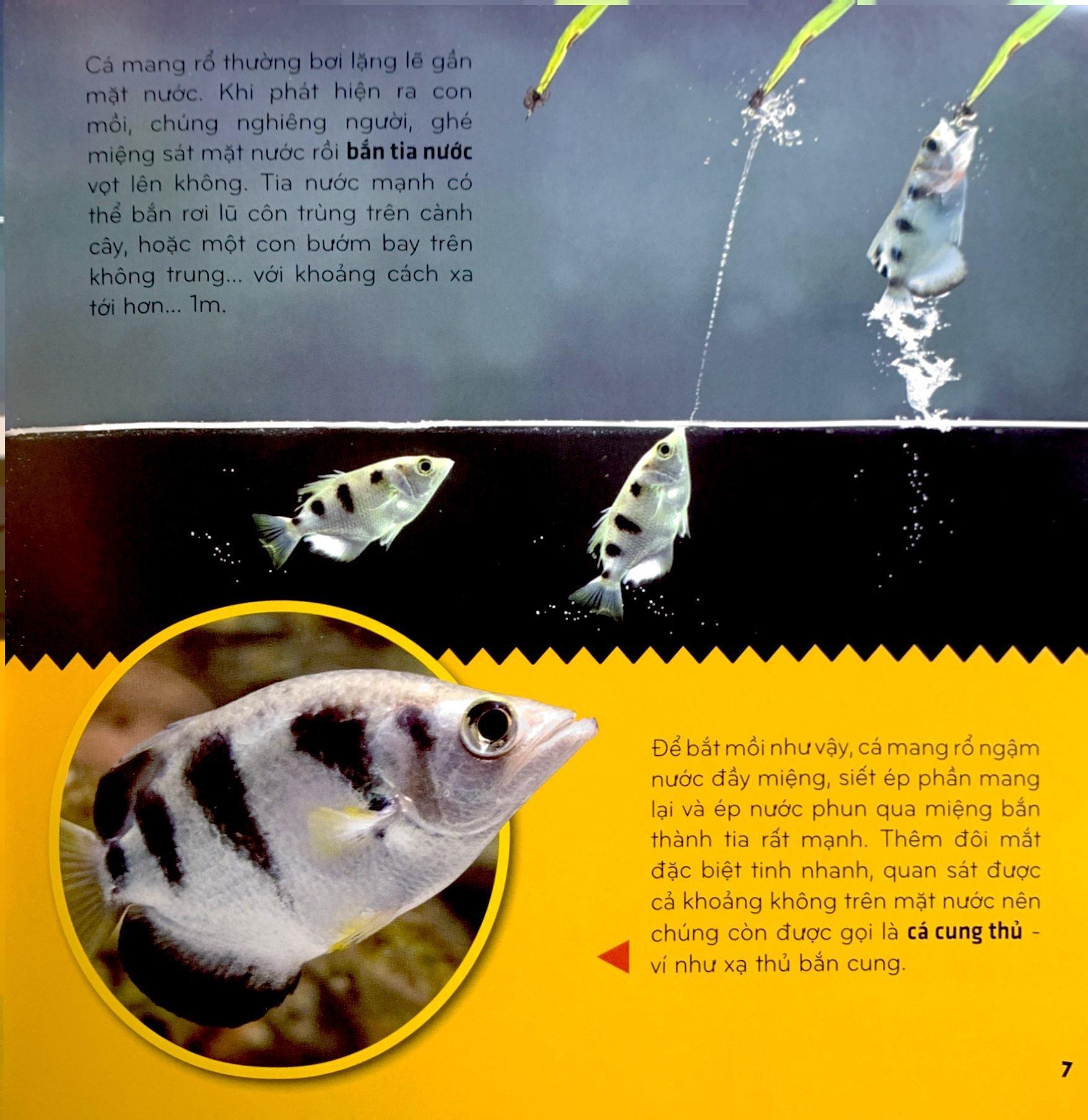 Bí Ẩn Thế Giới Loài Vật - Cá (Tái Bản 2024)