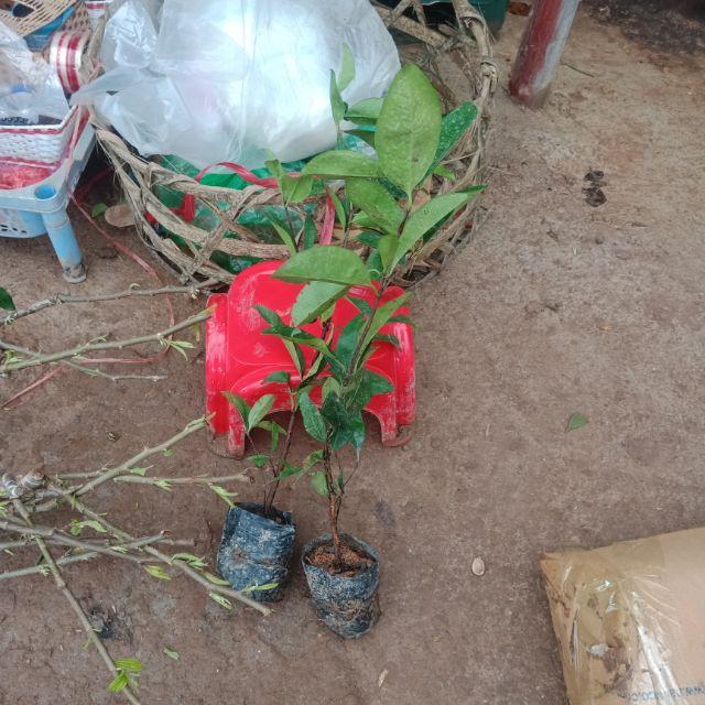 Cây chery giống trái lớn