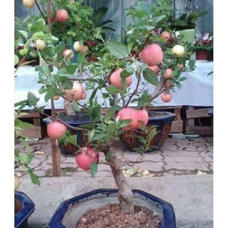 Hạt Giống Táo Lùn Đỏ - Táo Bonsai - 10 hạt/gói