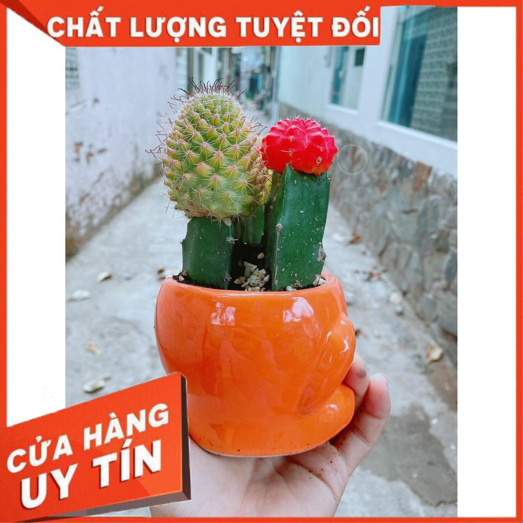 Chậu xương rồng Nhiều Người Mua