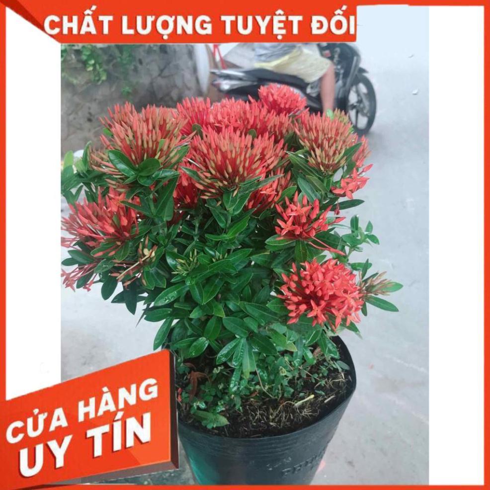 Chậu hoa trang thái Nhiều Người Mua