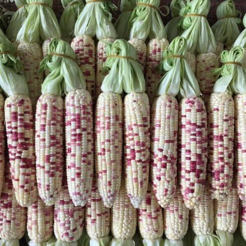 Hạt Giống bắp nếp lai F1 Nếp Thái Hồng - 1 gói 50gram