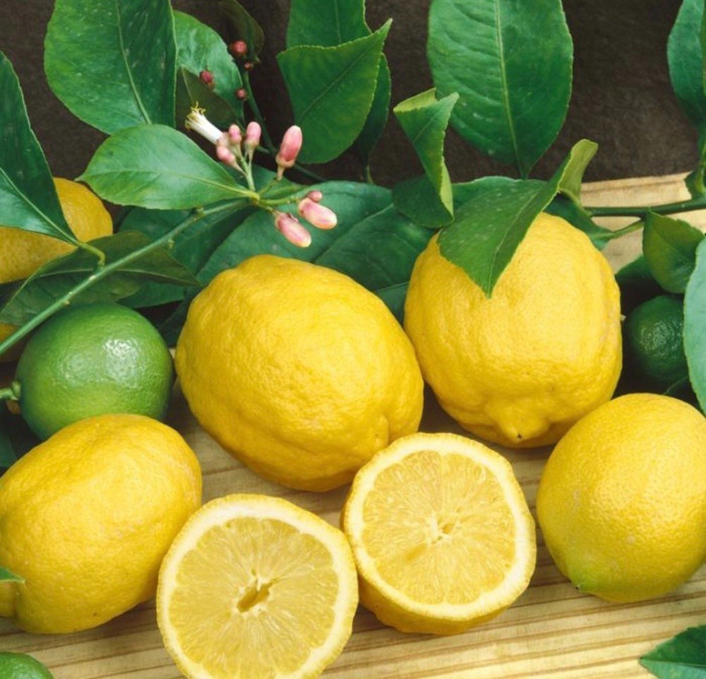 Cây Chanh Vàng Mỹ - Nhà vườn Xuân Khương