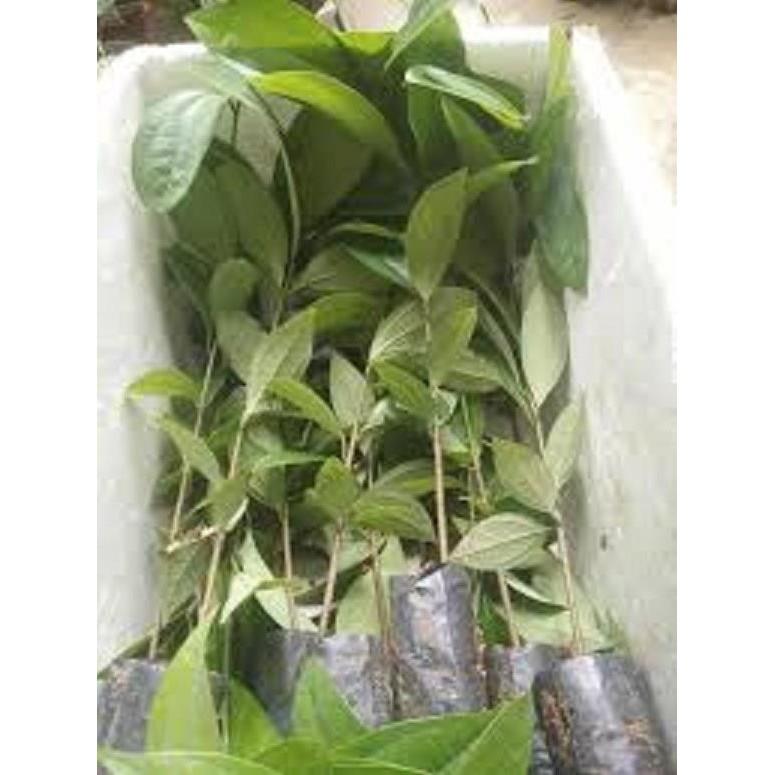 COMBO 3 cây QUẾ giống - Hàng cây giống to khỏe đẹp