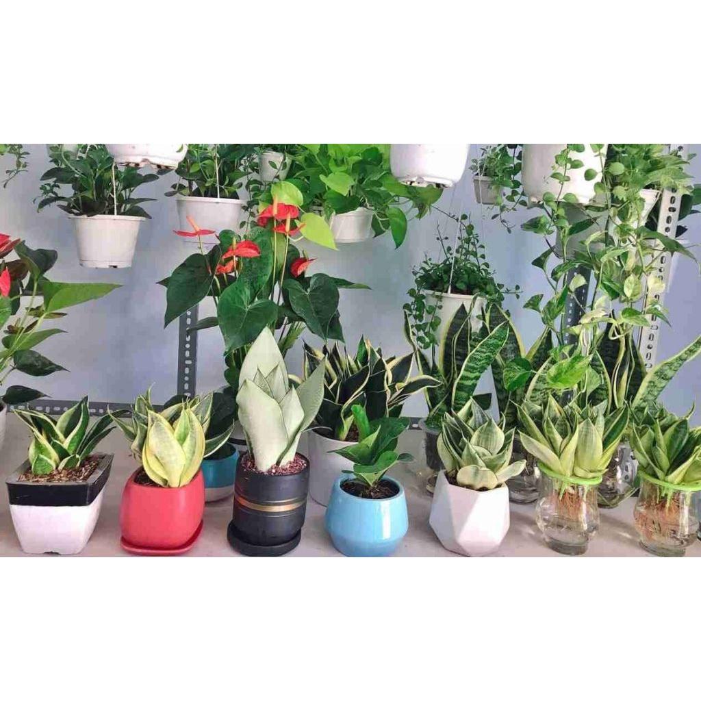 Chậu cây lưỡi hỗ lùn vàng mini để bàn -chậu sứ