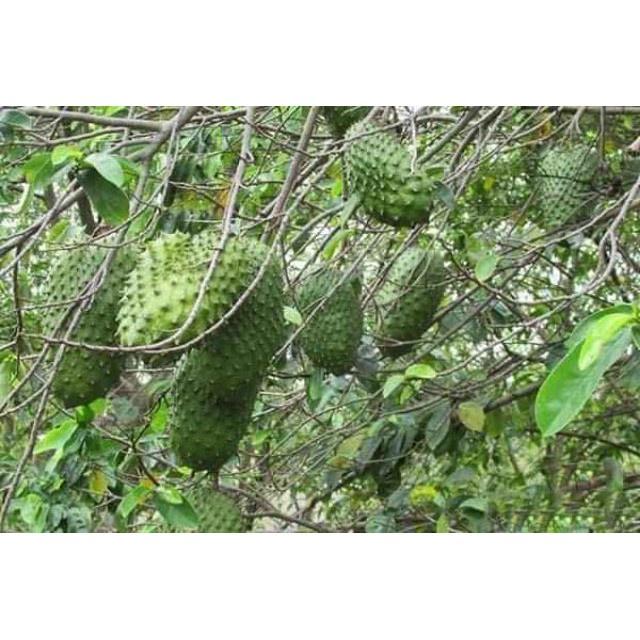 Cây giống Mãng Cầu Xiêm Thái
