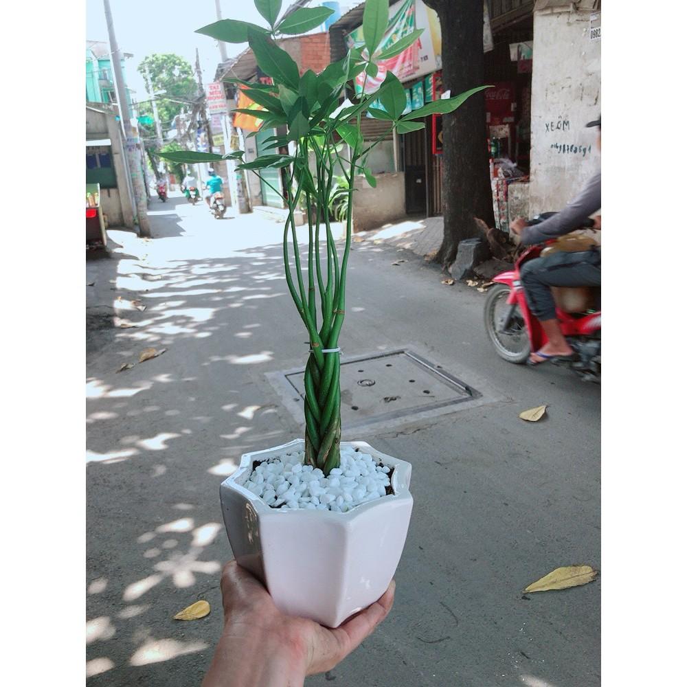 Chậu kim ngân 5 thân