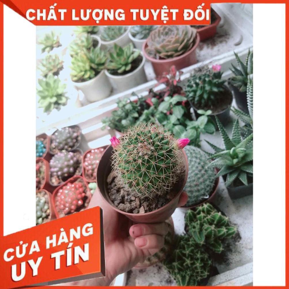 Xương rồng Nhiều Người Mua