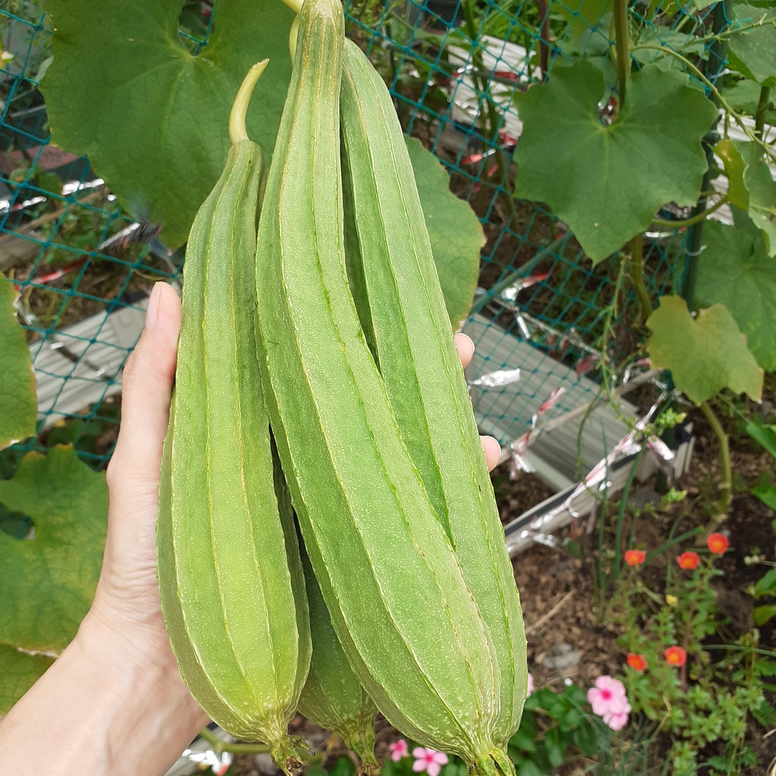 Hạt giống mướp khía gói 10h - Trồng quanh năm