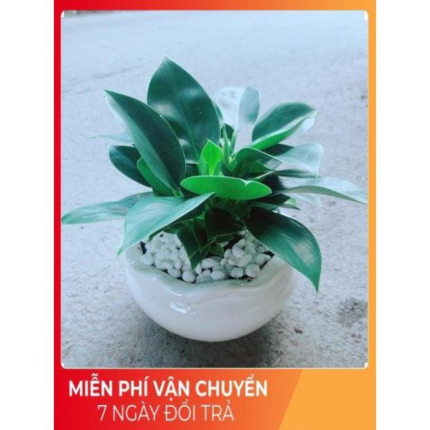 Chậu Trầu Bà Đế Vương