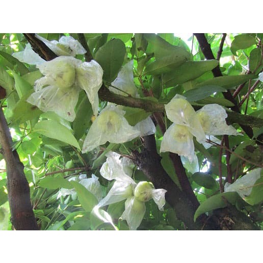 Cây giống mận xanh đường