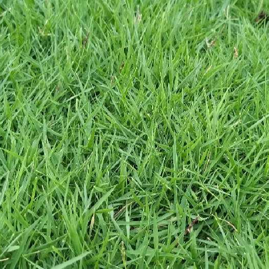 Hạt Giống Cỏ Nhung Nhật - gói 1kg - Cỏ Thảm Cảnh - Cỏ Sân Vườn