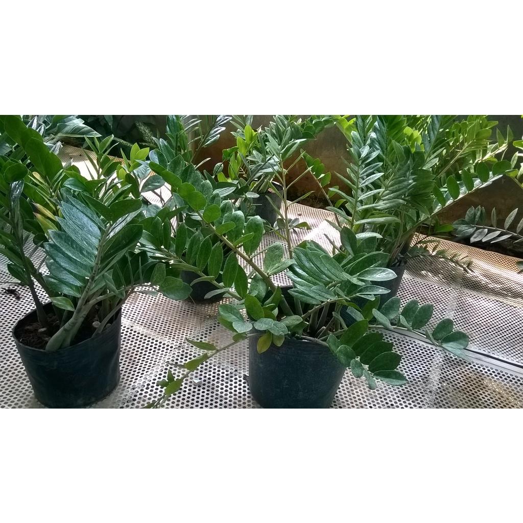 CÂY KIM TIỀN CHẬU TO