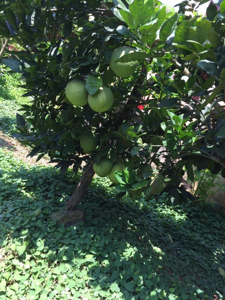 Cây Bưởi Đỏ Tân Lạc Giống ghép