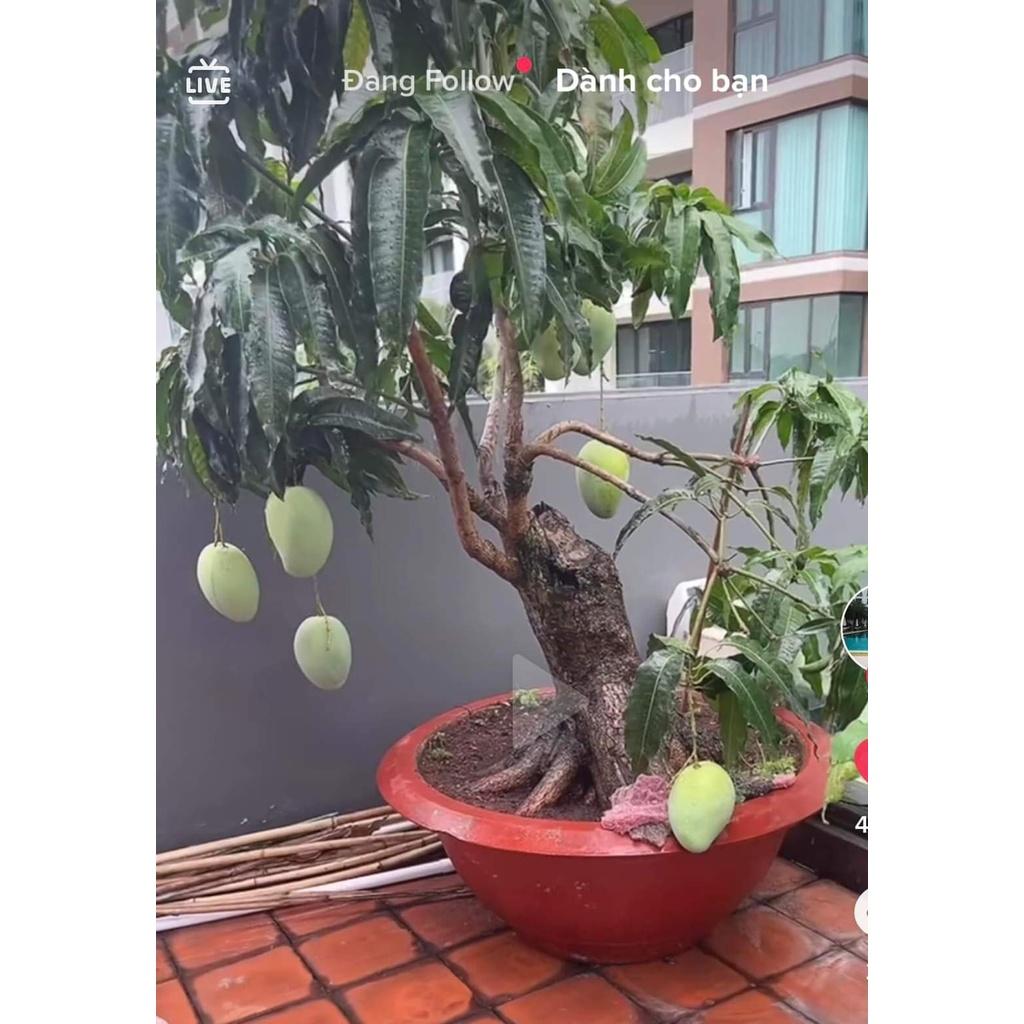 Cây giống Xoài Vàng Tứ Quý