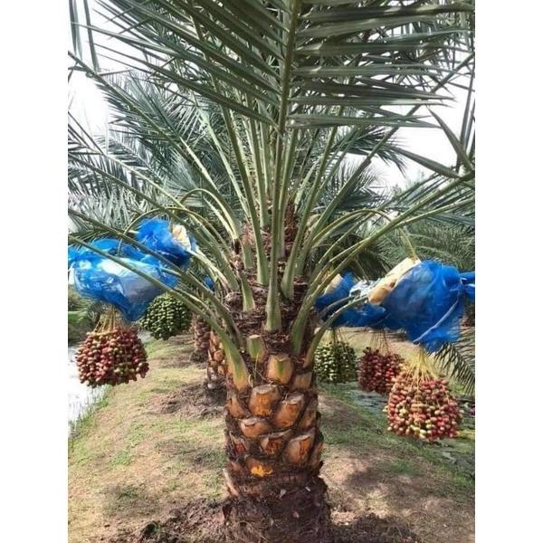CÂY GIỐNG CHÀ LÀ ĂN QUẢ