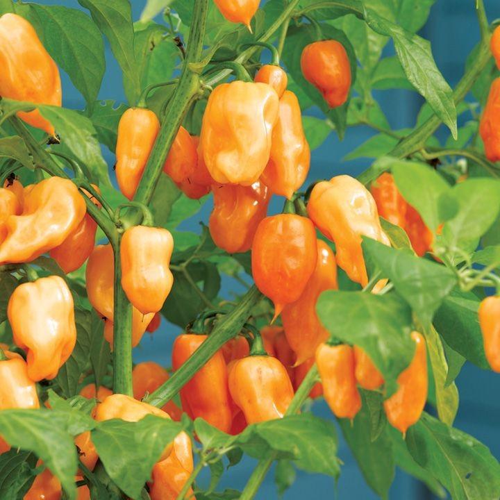 Hạt giống Ớt Siêu Cay Habanero Mỹ