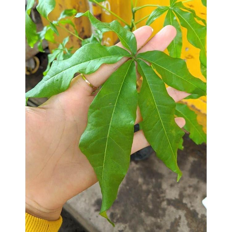 Cây giống BÁNH KEM , quả ăn hương vị như bánh kem