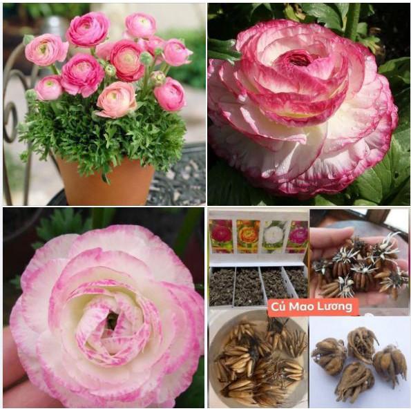 Củ hoa hồng mao lương màu hồng viền trắng