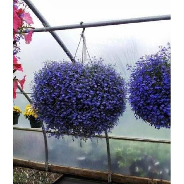 Hạt giống hoa cúc lobelia nhiêu màu - gói 100 hạt