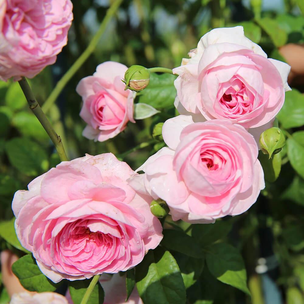 Cây giống hồng LEO Mon Couer - giống hồng ngoại siêng hoa, bông chùm, dễ chăm size chậu C9