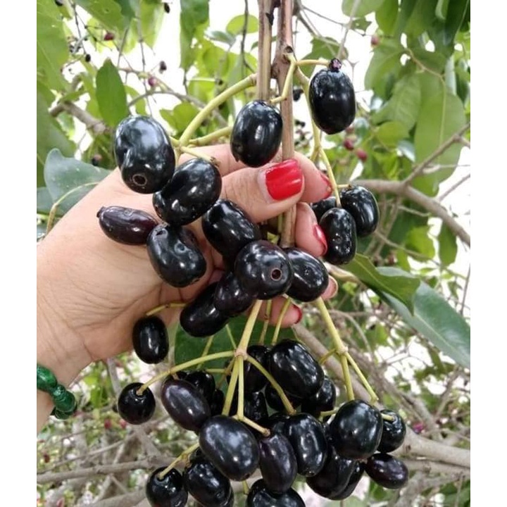 CÂY GIỐNG TRÂM GỐI LÙN TỨ QUÝ