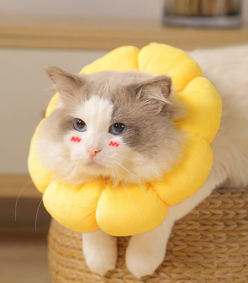 VÒNG CỔ THÚ CƯNG VÒNG CỔ LOA CHỐNG LIẾM CHO THỎ CHÓ MÈO BÔNG HOA DỄ THƯƠNG TỪ 0.5-5.5KG MÃ 10 CHO CHÓ MÈO THỎ