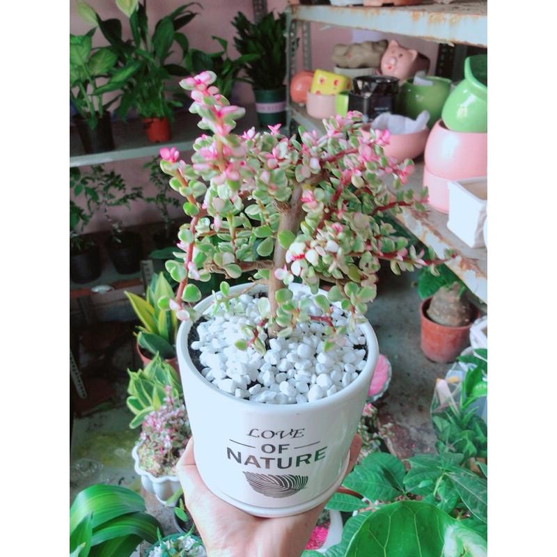 Chậu Cây Cành Vàng Lá Ngọc