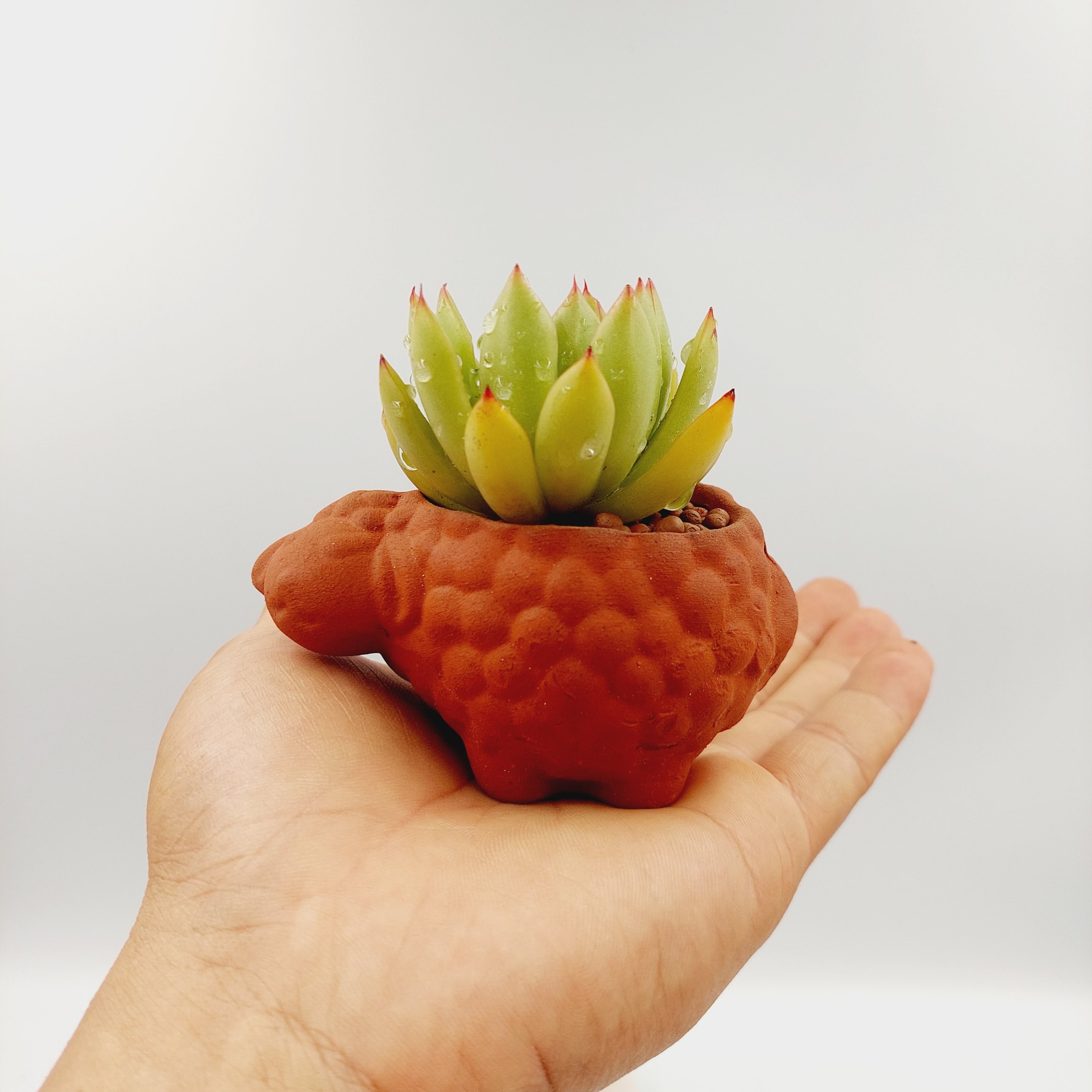 Chậu đất nung, chậu sen đá - Bé cừu, miệng chậu 5cm, chiều cao 5cm