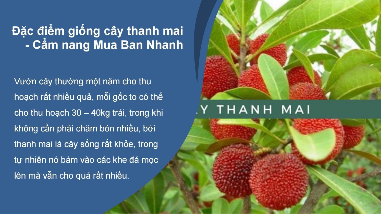 CÂY GIỐNG THANH MAI NHIỆT ĐỚI SIÊU NGỌT, SIÊU QUẢ, SIÊU NĂNG SUẤT,SIÊU KINH TẾ- CAM KÊT GIỐNG CHUẨN F1