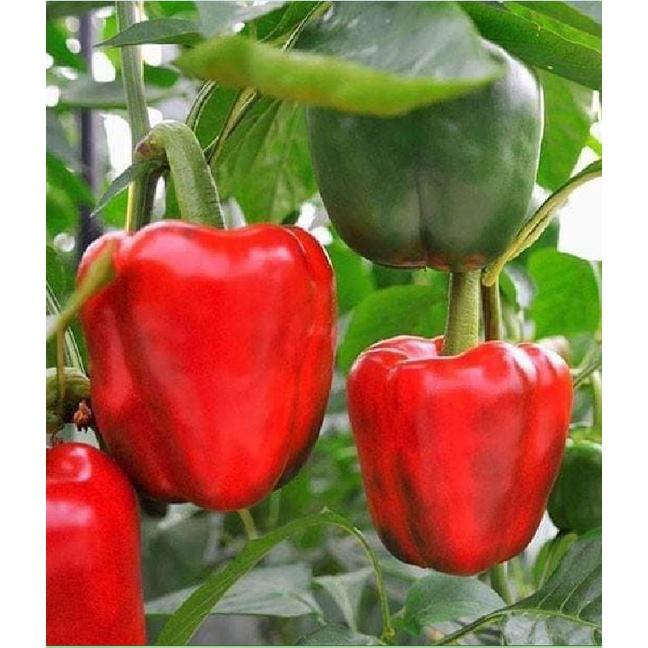 Hạt Giống Ớt Chuông Ngọt F1 Đỏ KNS3371 - Gói 10 hạt