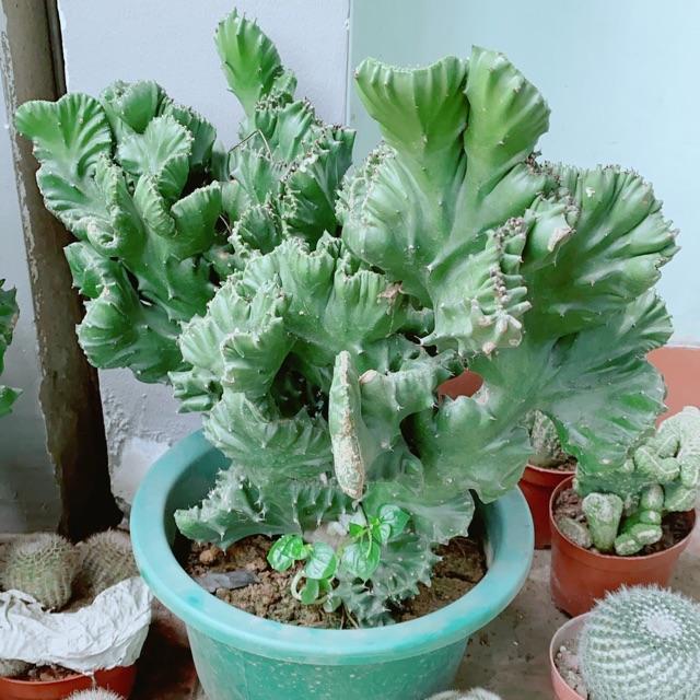 Xương Rồng Bụi Lớn